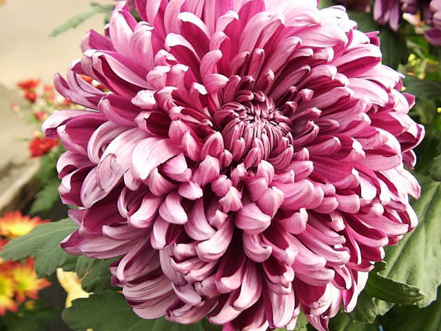 chrysanthemum_grandiflorum-5147655