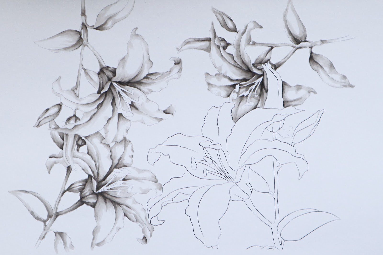 lillies3ef674c9fd176649c89f9051e814eea51265cffdec397d743062752c782d724e2bwip33ef674c9fd176649c89f9051e814eea51265cffdec397d743062752c782d724e2b1-3437869