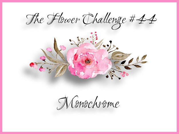 44-monochrome-7862666