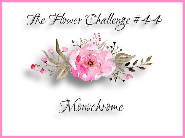 443ef674c9fd176649c89f9051e814eea51265cffdec397d743062752c782d724e2bmonochrome-7271357